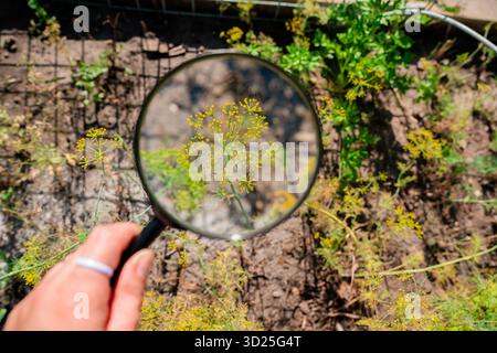 Una foglia di una pianta verde sotto una lente d'ingrandimento esterna Foto Stock
