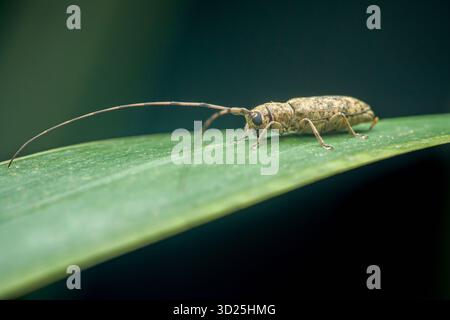 Lo scarabeo di Longhorn strizza su una foglia verde testurizzata, mostrando il suo corpo a fantasia e le antenne estremamente lunghe in una vista macro ravvicinata, raffigurante la fauna selvatica Foto Stock