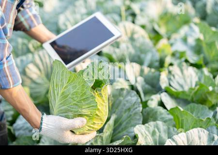 Gli agricoltori utilizzano la principale rete di dati in Internet, la tecnologia agricola, il lavoro sull'analisi dei dati raccolti tramite tablet, la tecnologia per il collegamento dati delle piantagioni Foto Stock