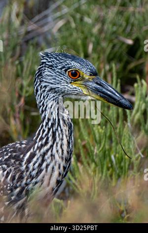 Giovane Heron notturno con corona gialla nelle distese fangose del fiume San Diego Foto Stock