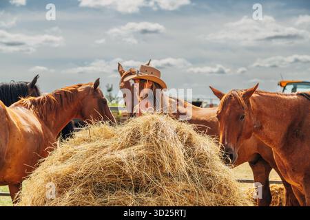 Cowboy donna con capelli lunghi e cavallo in mostra Foto Stock