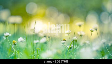Splendidi fiori a margherita primaverili con un rigoglioso fogliame sfocato che crea uno sfondo naturale da sogno e edificante Foto Stock