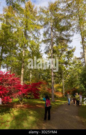 Vivace acero giapponese rosso e alti larici dorati in un parco durante l'autunno Foto Stock