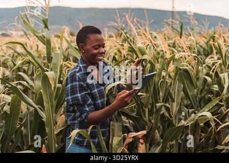 Agricoltrice afroamericana che utilizza tablet digitali nel campo del mais Foto Stock