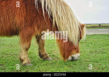 Mangiare pony selvaggio Foto Stock