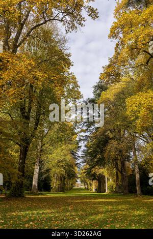 Foglie autunnali cadute che ricoprono un prato verde lungo un viale alberato in un parco Foto Stock
