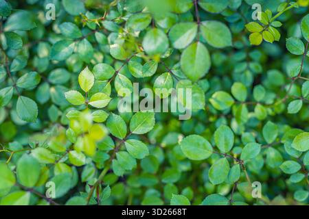 Foglie verdi primo piano su sfondo naturale, fresco fogliame primaverile estivo, lussureggiante carta da parati naturale, vegetazione botanica Foto Stock