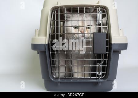 Un gatto bianco malato in una compagnia turistica guarda curiosamente avanti Foto Stock