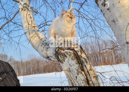 Bellissimo gatto Neva mascherato dagli occhi blu su un albero di betulla nella foresta invernale Foto Stock