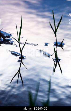 Un'immagine verticale in primo piano con due grumi separati di erba che emergono dall'acqua. I loro riflessi acuti e scuri dominano il primo piano, mirr Foto Stock