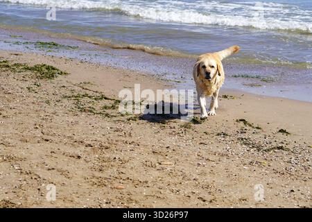 Un Labrador retriever emerge felicemente dal mare dopo una nuotata estiva. Foto Stock