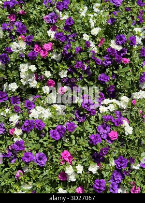 Calibrachoa petunia come fiori in giardino Foto Stock