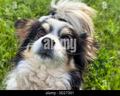 Bel cane mercantile che guarda in alto Foto Stock