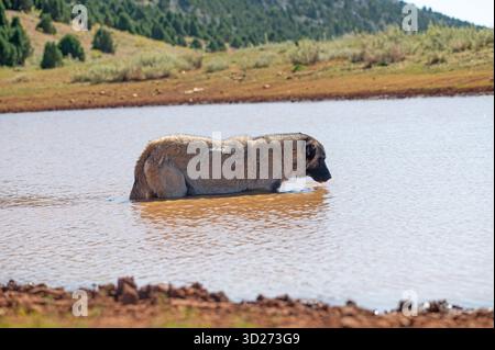 Un grande cane pastore (Kangal/Anatolian Shepherd Dog) si raffredda in uno stagno durante il caldo estivo. Vita rurale, naturale e amicizia. Foto Stock