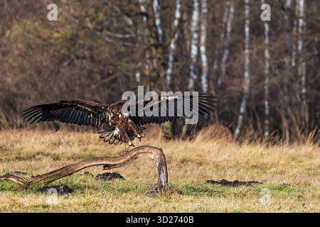Aquila dalla coda bianca (Haliaeetus albicilla) seduta su un ramo a terra Foto Stock
