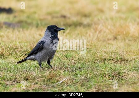 Il corvo incappucciato (Corvus cornix), chiamato anche corvo o felpa con cappuccio nell'erba Foto Stock