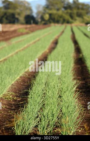 Un enorme raccolto di cipolle cresce a Gatton nel Queensland, Australia. Foto Stock