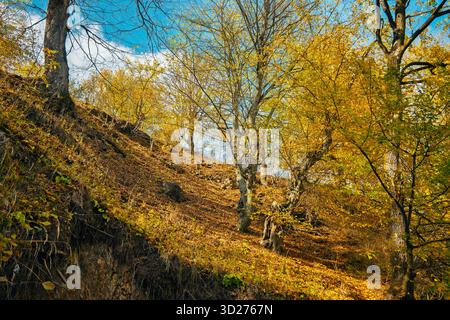 Una collina coperta di foglie e alberi. Le foglie sono gialle e il cielo è blu Foto Stock