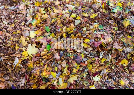 Vista dettagliata delle foglie autunnali cadute che formano una texture densa e colorata. Primo piano sullo sfondo della stagione autunnale. Foto Stock