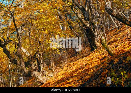 Una foresta con alberi ricoperti di foglie gialle. Le foglie sono sparse per terra, creando un'atmosfera colorata e serena Foto Stock