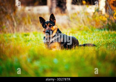 Un cane nero e marrone sta sdraiando nell'erba. Il cane sta guardando la telecamera. L'erba è verde e il cielo è blu Foto Stock