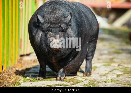 Un grande maiale è in piedi su un passaggio pedonale in mattoni. Il maiale è nero e ha un muso grande Foto Stock