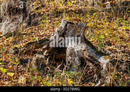 Un grosso ceppo d'albero è seduto in un campo d'erba. Il ceppo è circondato da molte foglie morte e erba. L'immagine ha un moo un po' malinconico Foto Stock