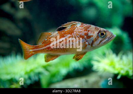 I capretti in Canarie il pesce (Sebastes pinniger) Foto Stock