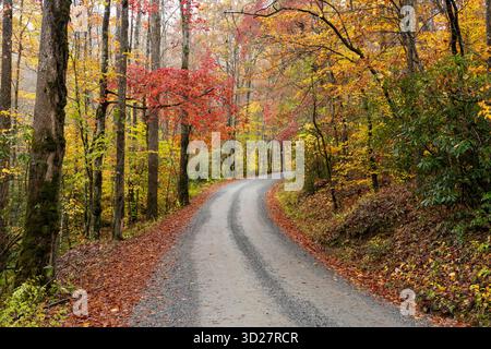 Strada tortuosa con vibrante fogliame autunnale nella Pisgah National Forest, Brevard, North Carolina, Stati Uniti Foto Stock