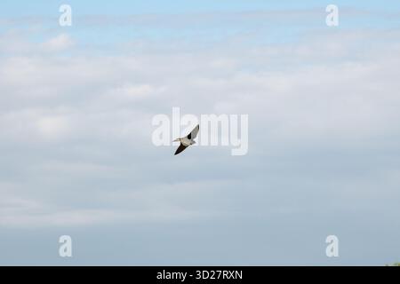 Sand martin sorvola Wittow, la penisola più settentrionale dell'isola di Rügen, il Mar Baltico. Foto Stock