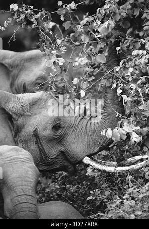 Il Parco Nazionale del Lago Manyara in Tanzania offre un ecosistema unico, rinomato per le sue fitte foreste ombreggiate e l'abbondante fauna selvatica. Questa immagine cattura un magnifico elefante africano che naviga nella lussureggiante vegetazione del parco, mostrando la stretta vicinanza tra l'animale e il suo ambiente. La scena esemplifica la variegata e affascinante biodiversità che si trova all'interno di questa riserva protetta della Tanzania. Foto Stock