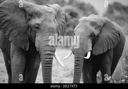 Il Parco Nazionale del Lago Manyara, Tanzania, rimane un paradiso per gli amanti della fauna selvatica, offrendo un'opportunità unica di osservare diverse popolazioni animali nel loro habitat naturale. Questa impressionante immagine cattura un paio di elefanti, mostrando la significativa popolazione di elefanti del parco, un'attrazione chiave per i visitatori. L'ambientazione mette in evidenza il variegato ecosistema del parco e fornisce uno sguardo sulla vita quotidiana di queste maestose creature. Foto Stock