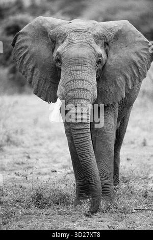 Catturata nel cuore del Parco Nazionale del Lago Manyara in Tanzania, questa impressionante immagine in bianco e nero mostra un magnifico elefante africano. Le dimensioni impressionanti dell'animale e la texture dettagliata della pelle esemplificano la variegata fauna selvatica che si trova all'interno di questa rinomata area protetta, conosciuta per i suoi paesaggi lussureggianti e le abbondanti specie residenti. Foto Stock