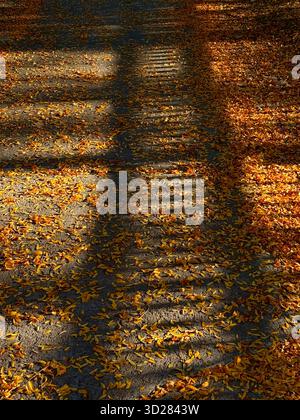 Autunno e foglie cadute Foto Stock
