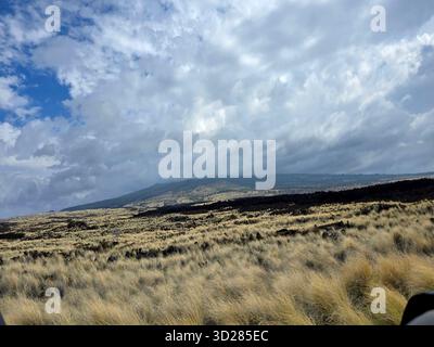 Vasto paesaggio vulcanico del Parco Nazionale dei Vulcani delle Hawaii sulla Big Island, caratterizzato da erbe dorate e campi di lava scura. Foto Stock