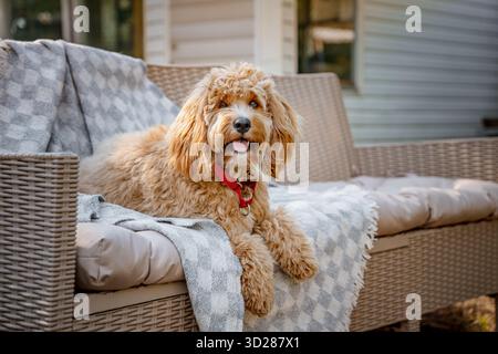 Un ritratto di un affascinante cane dorato bruno riccio di razza Cavapoo rilassati all'aperto in estate in giardino. Foto Stock
