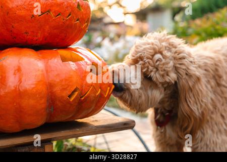 Goldendoodle di cane marrone riccio nel cortile decorato per Halloween Foto Stock