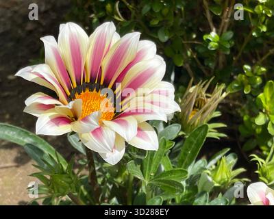 Macro fiore di gazania bianco e rosa, primo piano di gazania fiorita in giardino, fiore primaverile in Grecia Foto Stock
