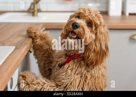 Un Labradoodle bruno dai capelli ricci o un cane goldendoodle implorano ardentemente cibo, stando sulle gambe posteriori in una cucina Foto Stock