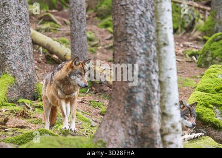 Il lupo eurasiatico maschile (Canis lupus lupus) è molto vigile Foto Stock
