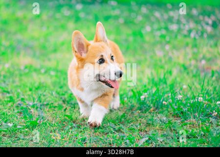Un simpatico cane di razza Pembroke Welsh Corgi con la lingua fuori cammina sull'erba e guarda lontano Foto Stock