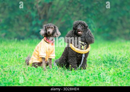 Due animali domestici, di razza mista e di razza pura, seduti sull'erba e guardando la macchina fotografica Foto Stock