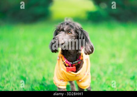 Un piccolo cane con lunghe orecchie floppy in felpa giallo arancione e colletto rosa con un'etichetta ossea è in piedi all'aperto, ritratto ravvicinato Foto Stock