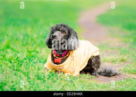 Un cane con lunghe orecchie floppy in felpa arancione e colletto rosa con un'etichetta rossa sull'erba accanto al percorso Foto Stock