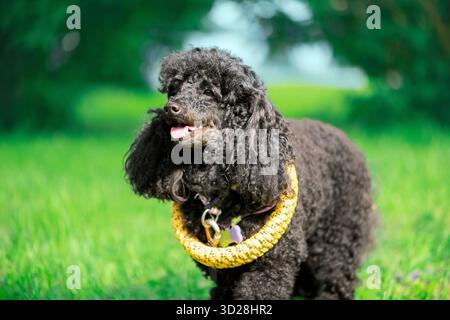 Un allegro barboncino nero con la lingua che fuoriesce e un estrattore giallo intorno al collo è in piedi nel parco, ritratto da vicino Foto Stock