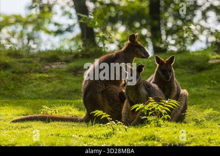 Il wallaby paludoso (Wallabia bicolor) è un piccolo macropode marsupiale dell'Australia orientale il gruppo si trova nella luce opposta Foto Stock