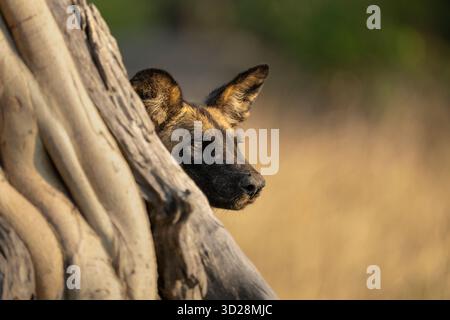 Wild Dog, African Painted Dog (Lycaon pictus), che sbircia da dietro un albero. Vista laterale dell'animale adulto. Parco nazionale di Kafue, Botswana, Africa Foto Stock