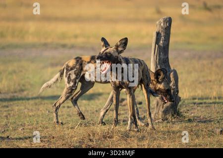 Wild Dogs, African Painted Dogs (Lycaon pictus). Animali a rischio che giocano in natura. Gruppo di cani selvatici. Parco nazionale di Kafue, Zambia, Africa Foto Stock