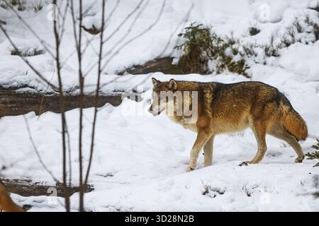 Lupo eurasiatico (Canis lupus lupus) a piedi attraverso i boschi innevati Foto Stock