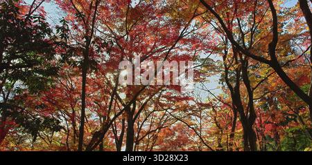 Il sole autunnale risplende di un baldacchino di rosso scintillante Foto Stock